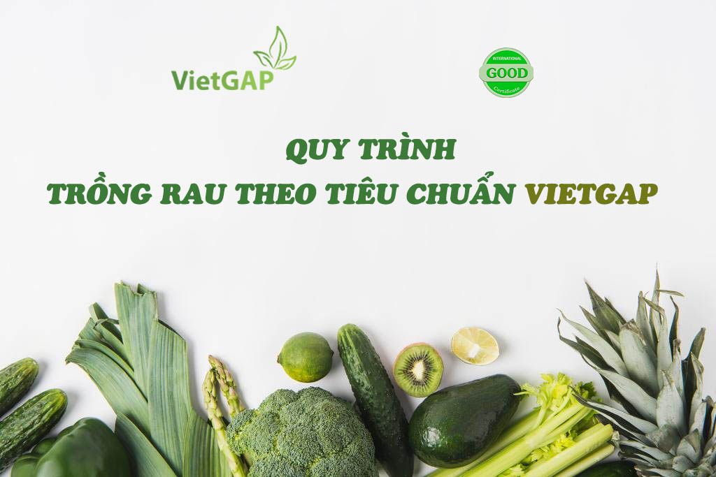 VietGAP trồng trọt: Tìm hiểu quy trình trồng rau VietGAP đúng tiêu chuẩn