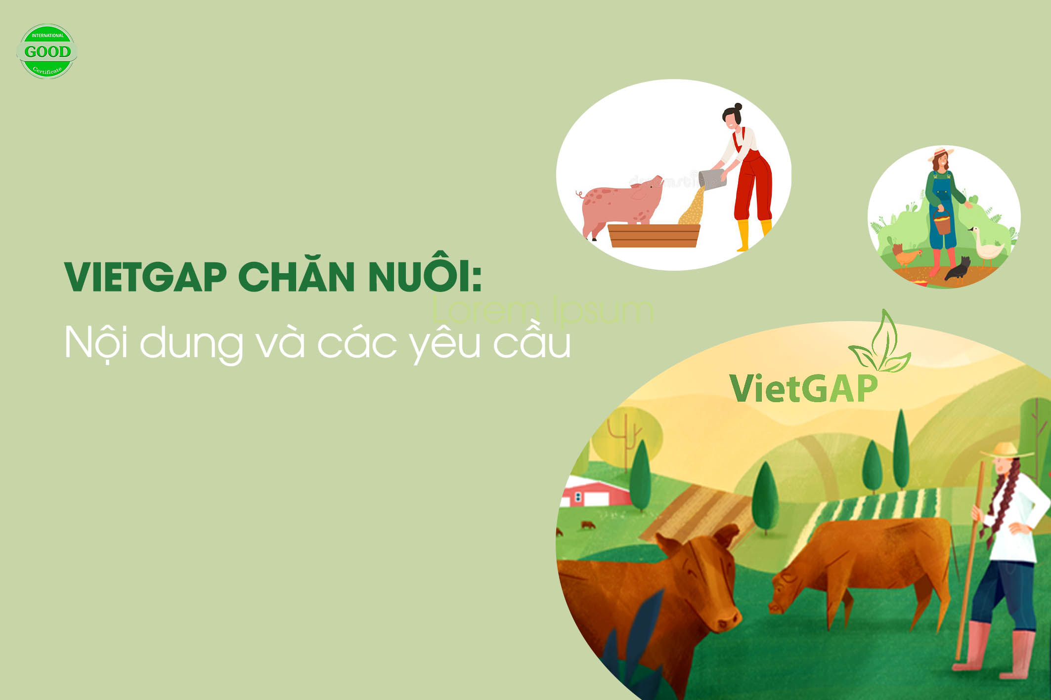 VietGAP chăn nuôi: Yêu cầu khi áp dụng sản xuất theo tiêu chuẩn
